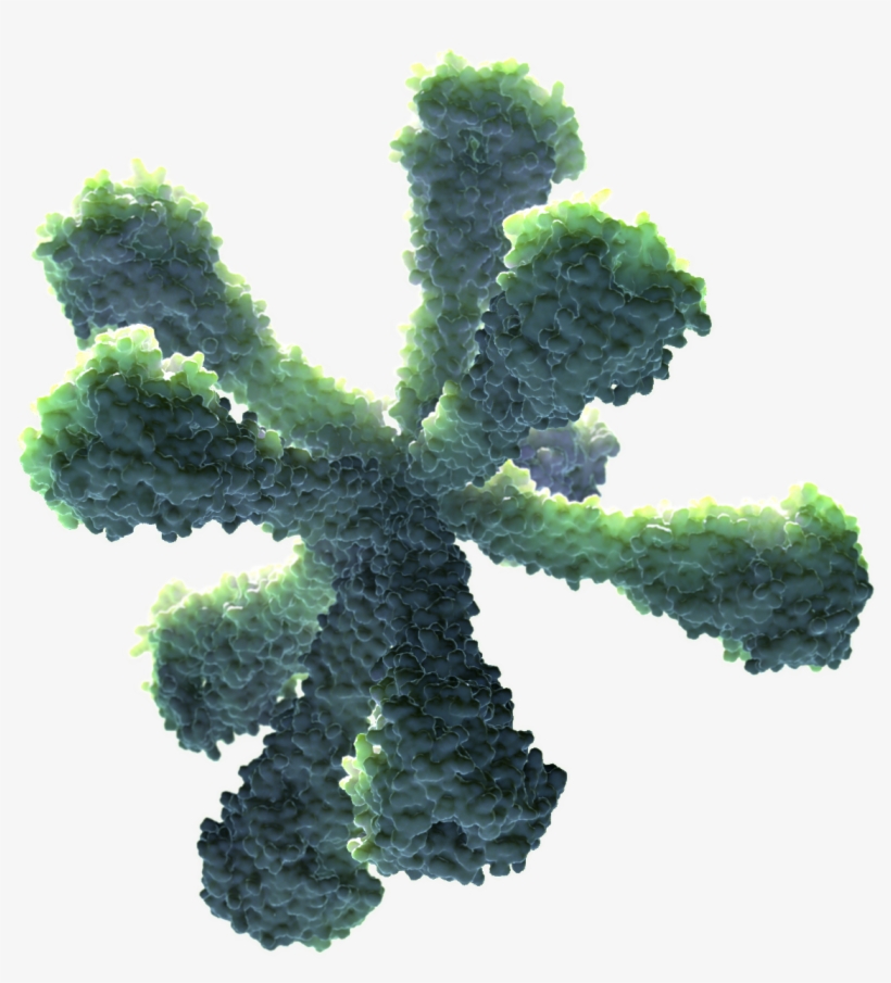 Recombinant Nanoparticle Technology - Lodgepole Pine, transparent png download