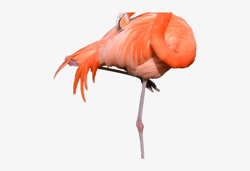 Flamingo Clipart Girly - Drawn Flamingo Transparent Background, transparent png download