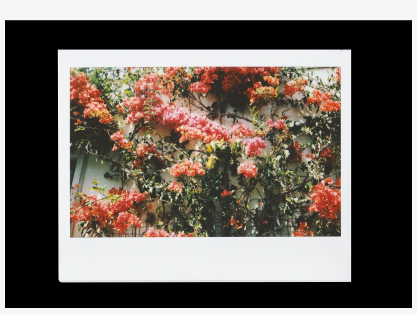 Garden Roses, transparent png download