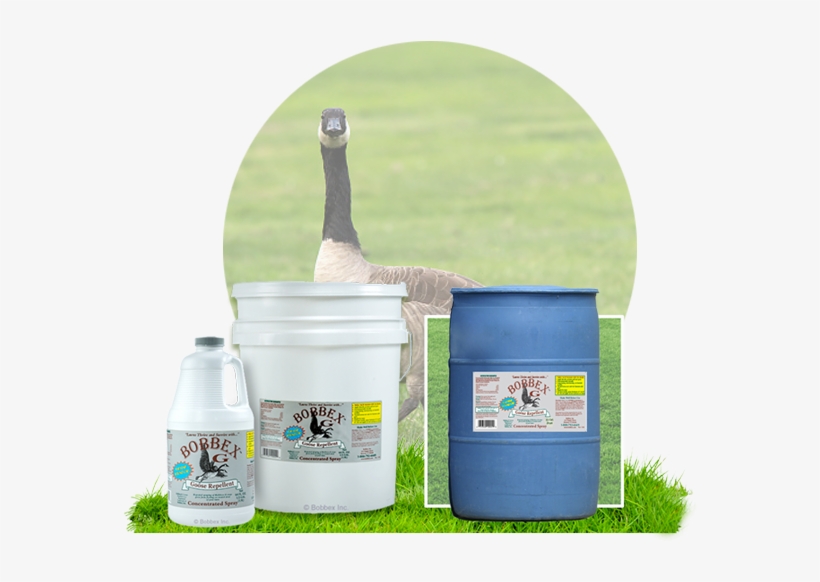 Additional Information - Grass, transparent png download