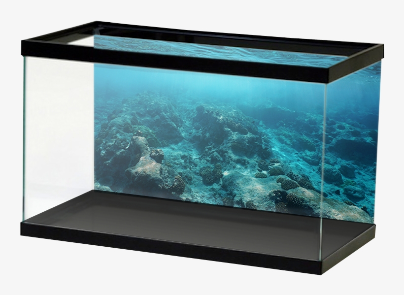 Aquariumvinyl, transparent png download