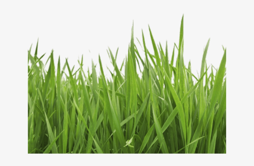 Grass And Sky, transparent png download