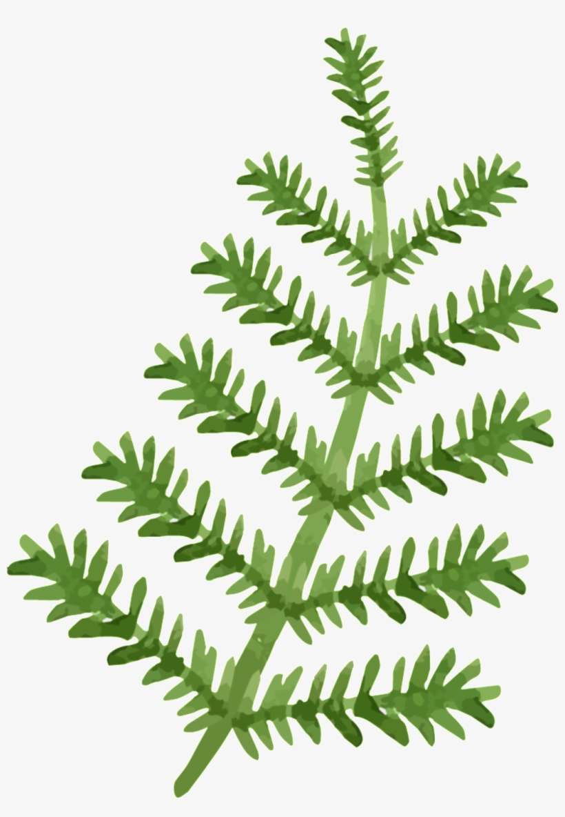 Png Hoja Png Transparente, transparent png download