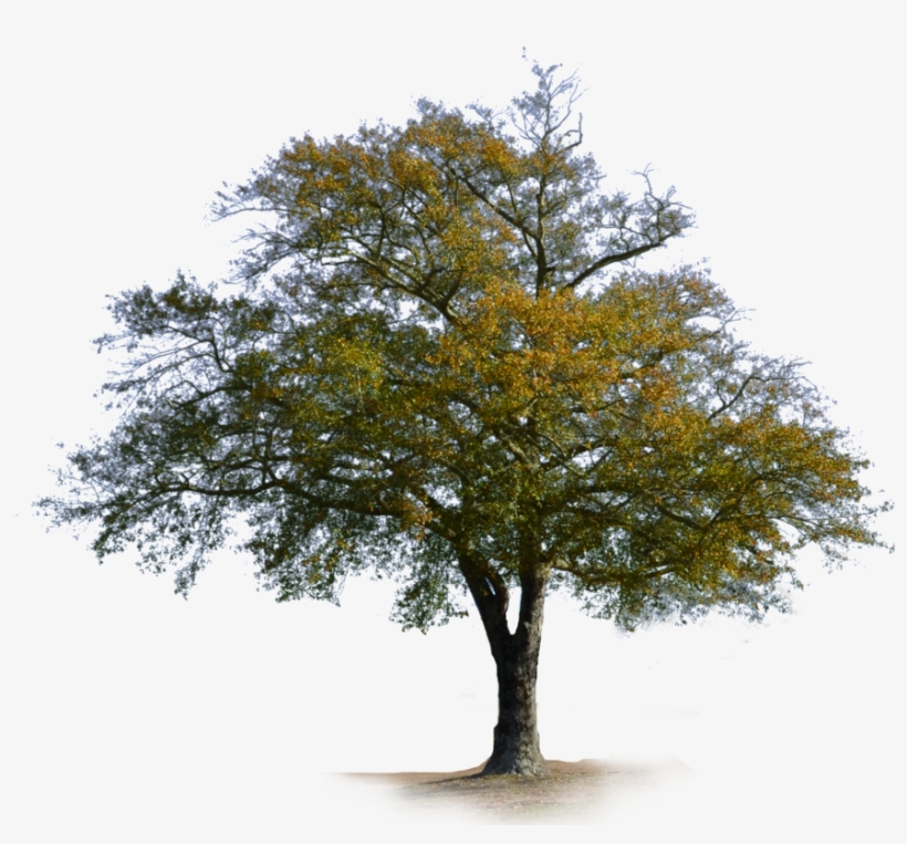1012 X 790 14 - Oak, transparent png download