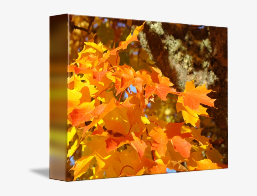 Fall Trees Images - Tree Canvas Prints Nature, transparent png download