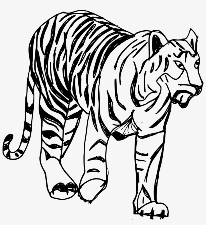 Png File Size - Tiger Drawing Transparent, transparent png download