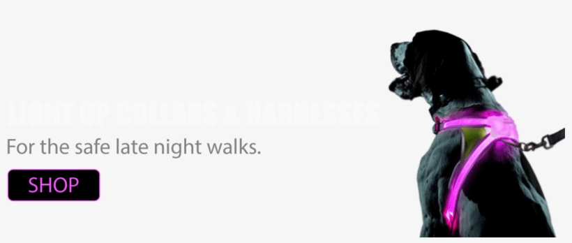 Light Up Dog Collar - Light Hound, transparent png download