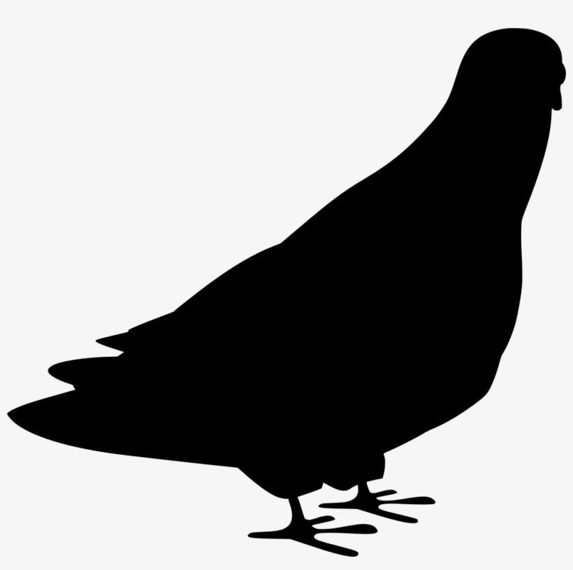 Download Png - Bird, transparent png download
