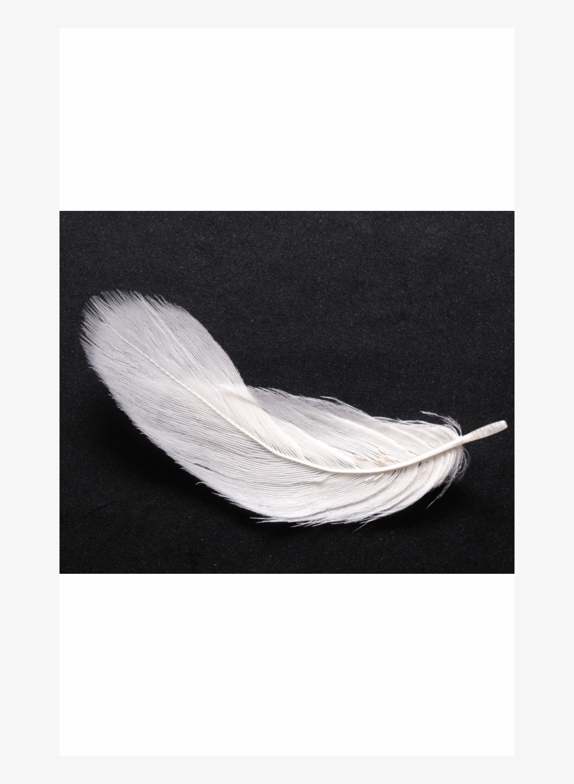 Boa With Green Feather - Silver, transparent png download