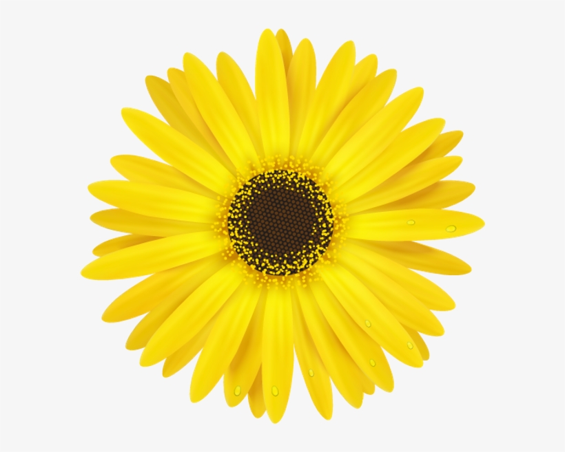 Daisy Bloom Flower Border Flowers White Bouquet Multipl - Sunflower Doodle, transparent png download