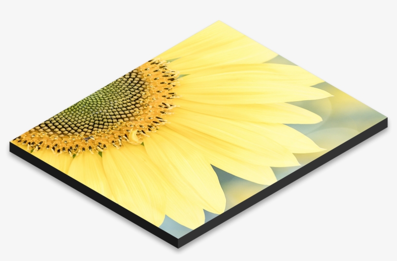 Black - Floral Design, transparent png download