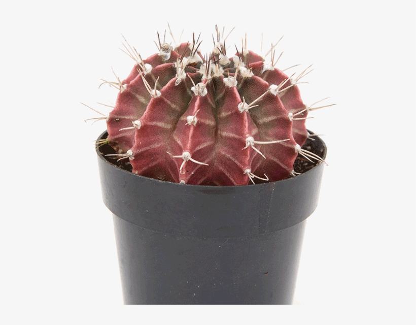 Gymnocalycium Purple Moon Cactus - Hedgehog Cactus, transparent png download