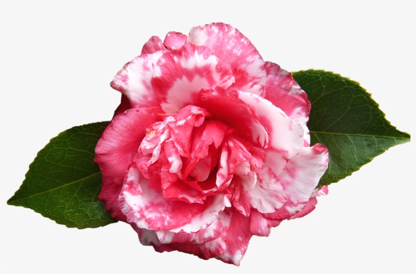 Camellia, Flower, Spring - Pink Camellia Flower Png, transparent png download