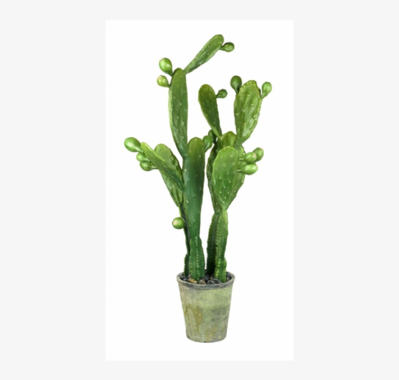 Prickly Pear Cactus Potted, transparent png download