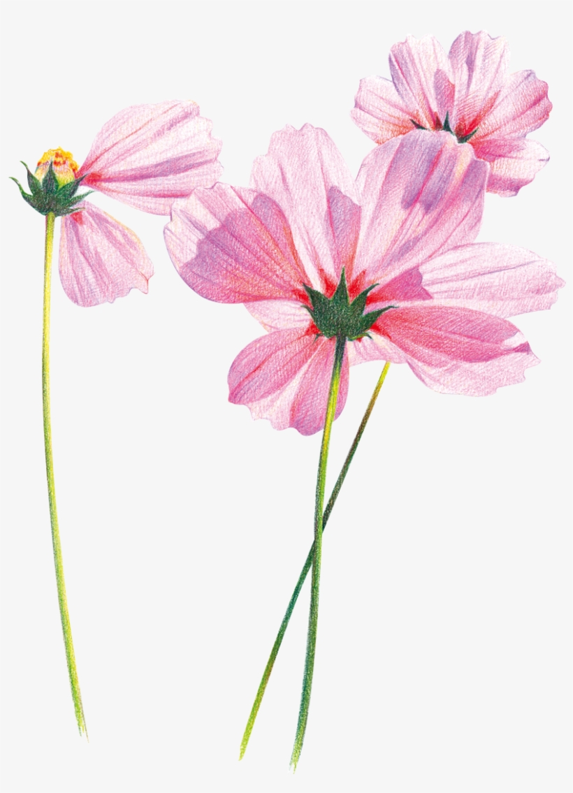 Hand Painted Flowers Free Psd Image - Flores Con Tallo En Colores