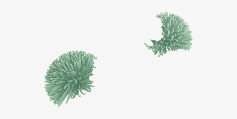 Sage - Grass, transparent png download