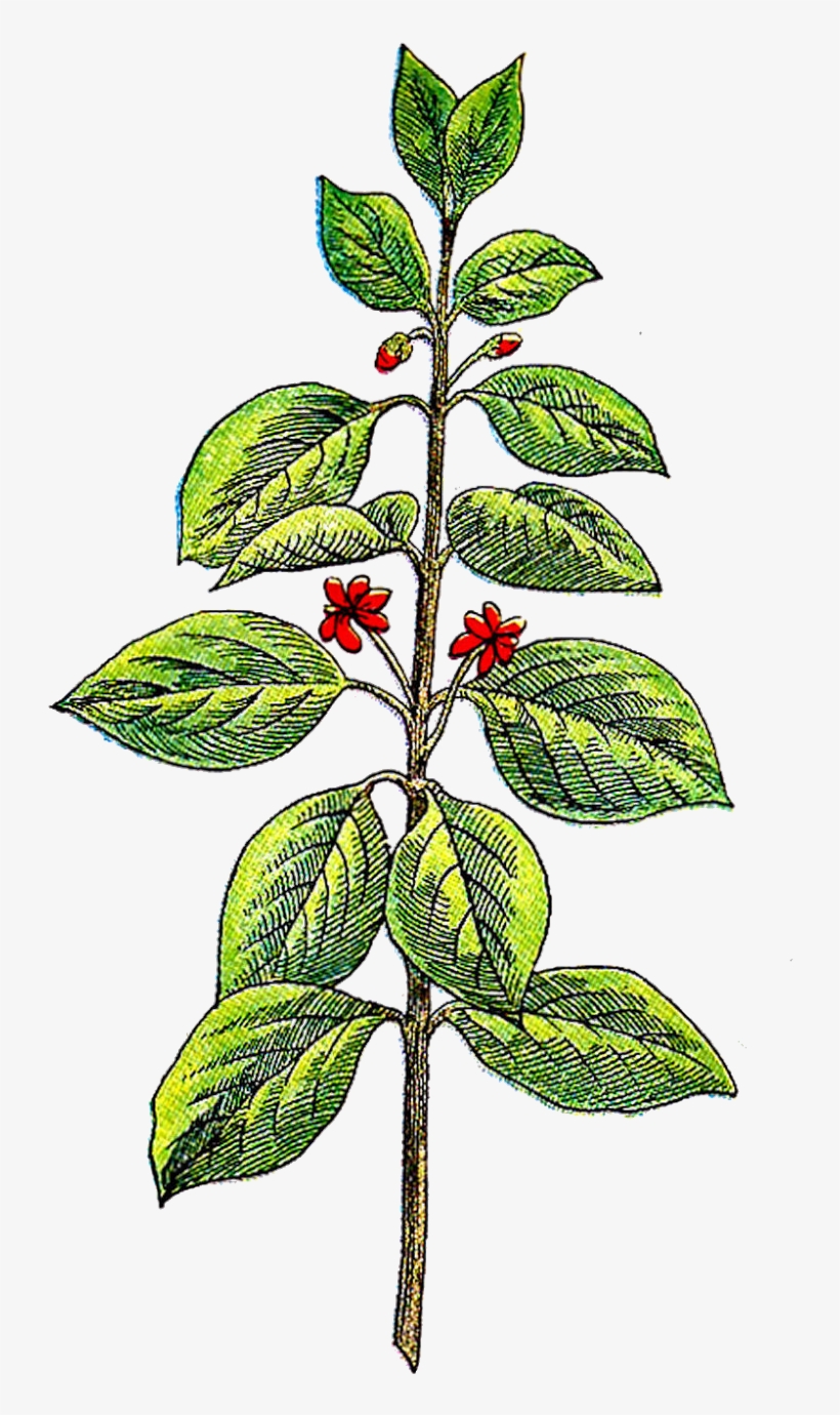 Herb, transparent png download