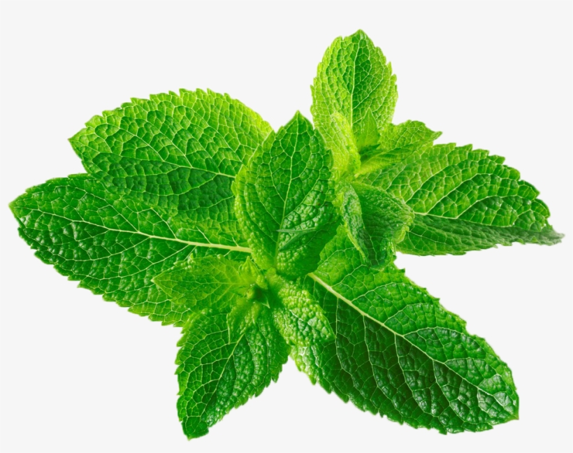 Mentha Spicata Canadensis Mint Transprent Png Free, transparent png download