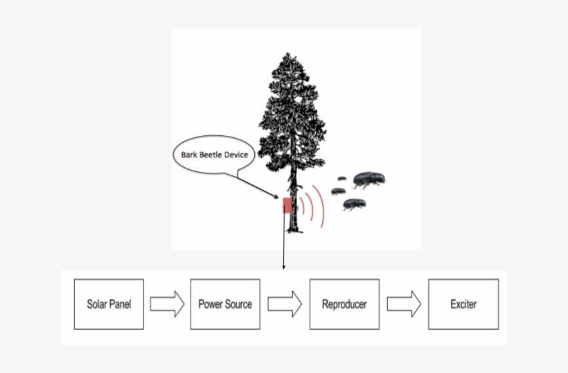 A Bark Beetle Is An Insect That Creates Tunnels By - Ponderosa Pine Tree, transparent png download