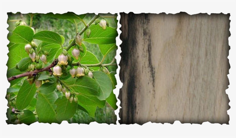 Wood Properties Picture - Makan Untuk Kesihatan Resipi Kehidupan Sihat, transparent png download