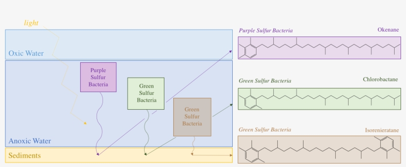 Purple And Green Sulfur Bacteria And Their Biomarkers - Diagram, transparent png download