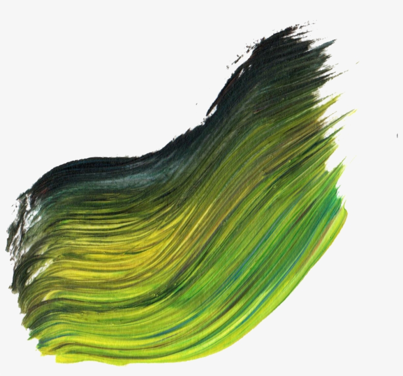 Free Download - Sea Lettuce, transparent png download