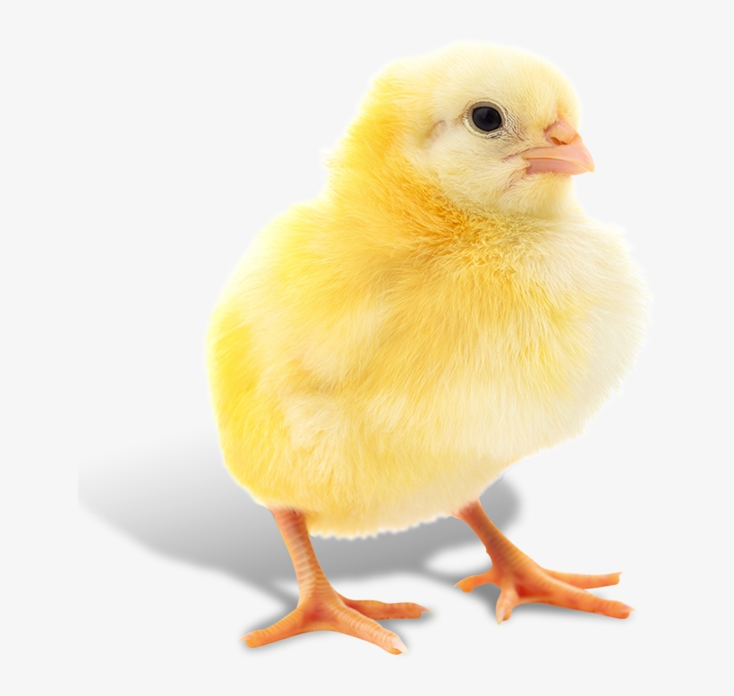 What Is Animal Science - Animal, transparent png download