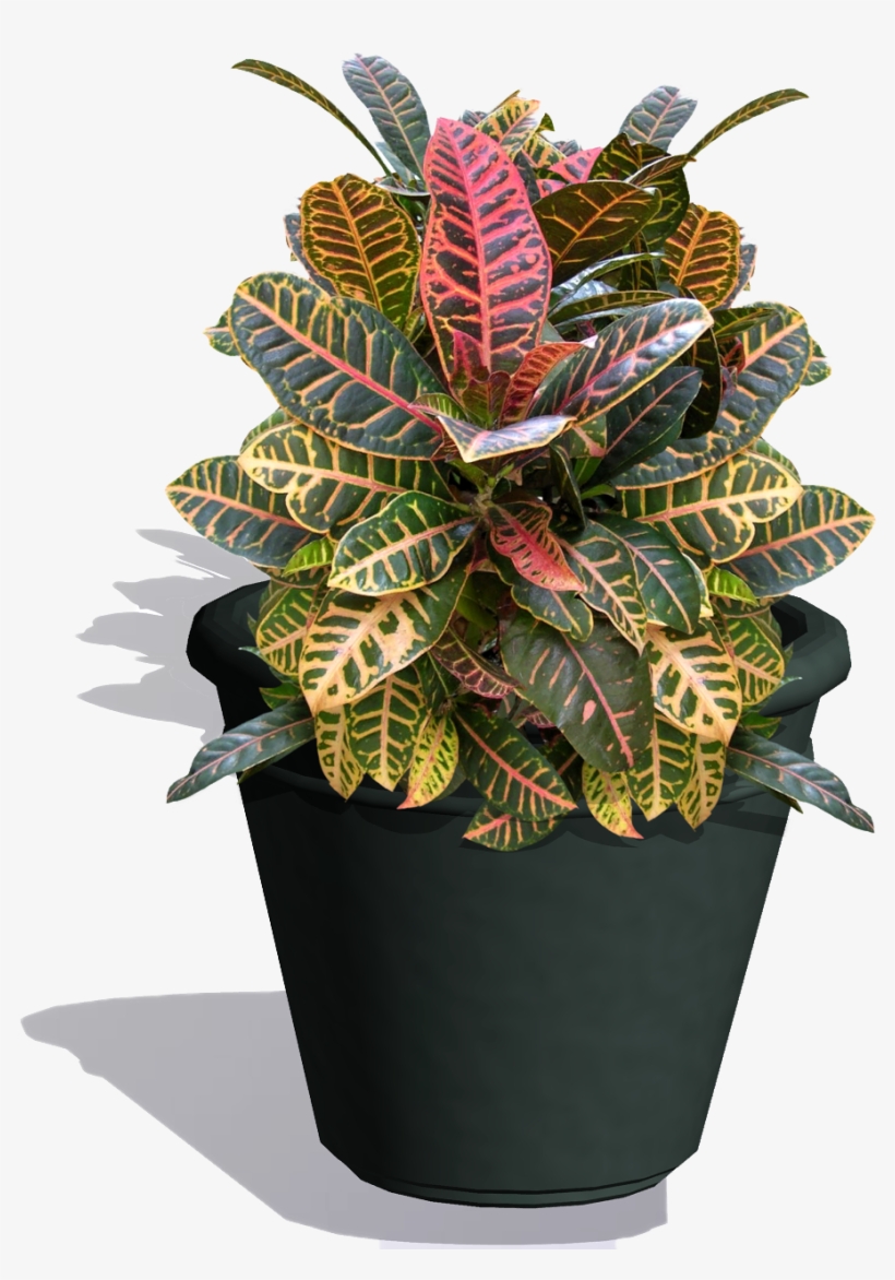 Download Croton Plant Is Grown For Its Leaf Color - Flowerpot - HD