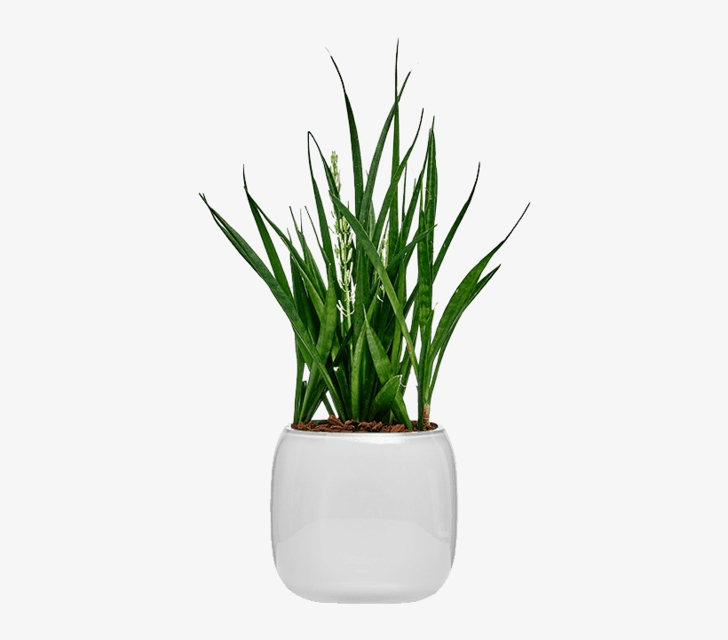 Mono Box - Flowerpot, transparent png download