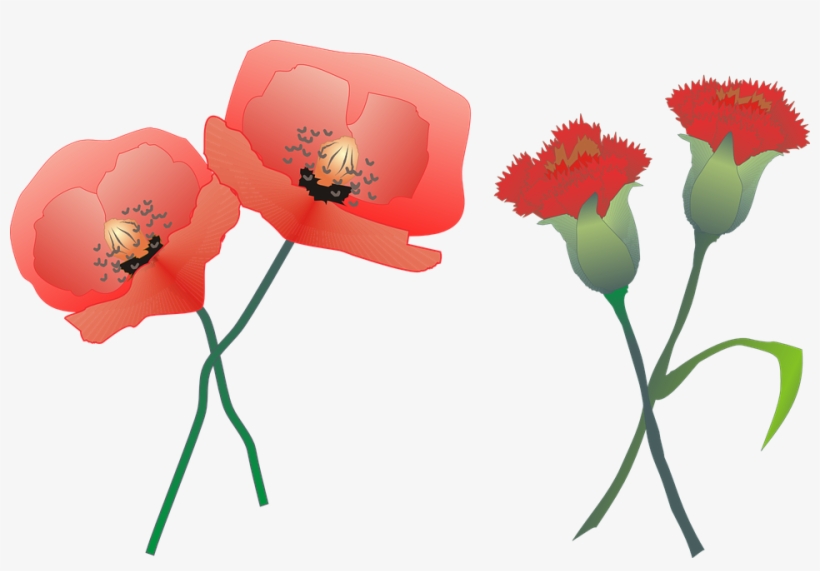Carnation Clipart Yucca Flower - Carnation And Poppy, transparent png download