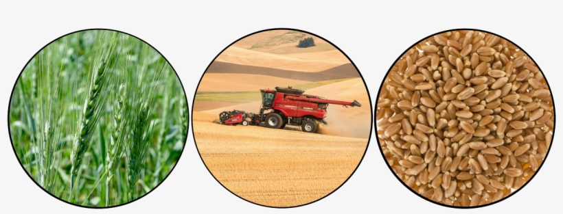 Wheat Berries, transparent png download