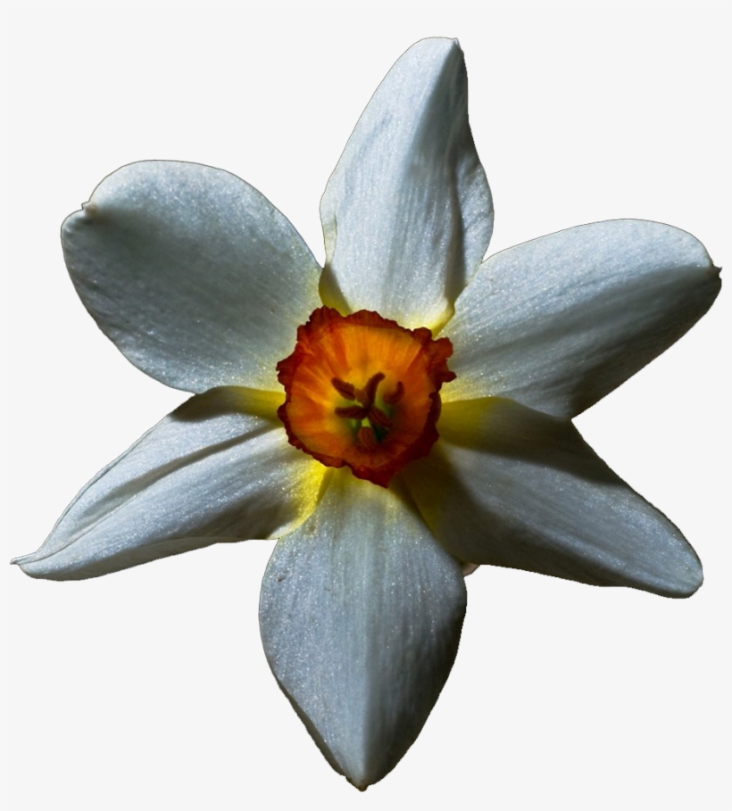 Transparent 'white Lily' - Flowers With Black Background, transparent png download
