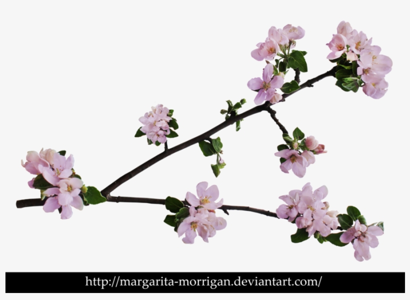 Branch Of Apple Blossoms By Margarita-morrigan - Apple Tree Blossoms Png, transparent png download