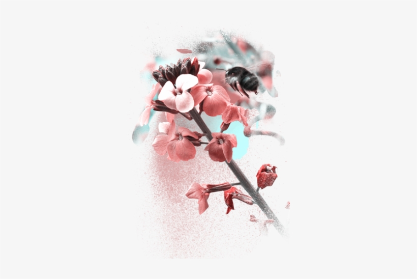 Web Design0 - Cherry Blossom, transparent png download