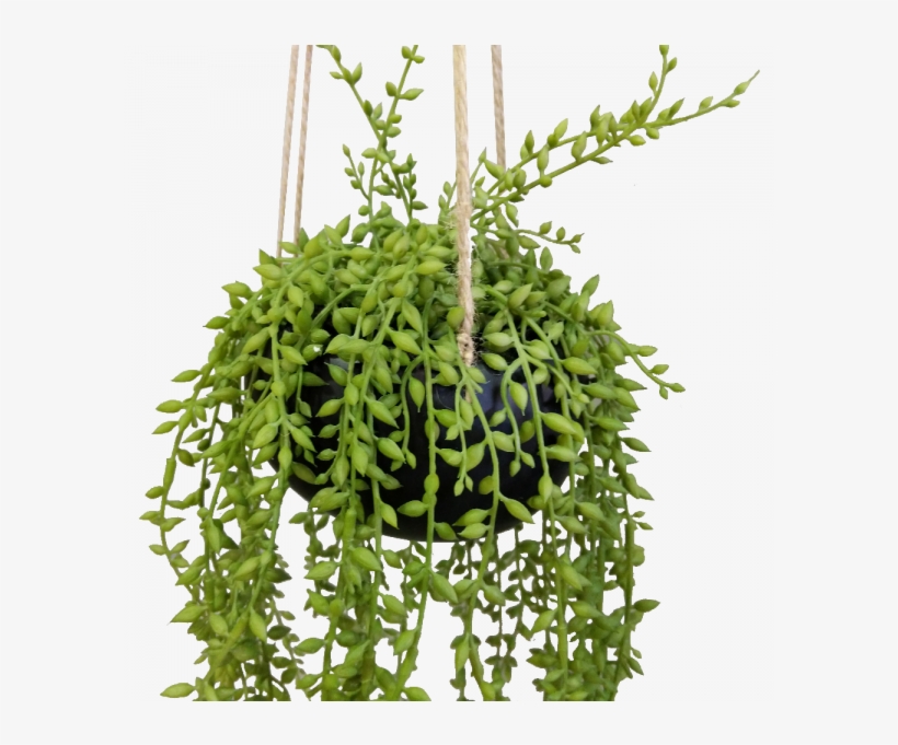 92cm String Of Beads In Ceramic Hanging Pot Senecio - Houseplant, transparent png download