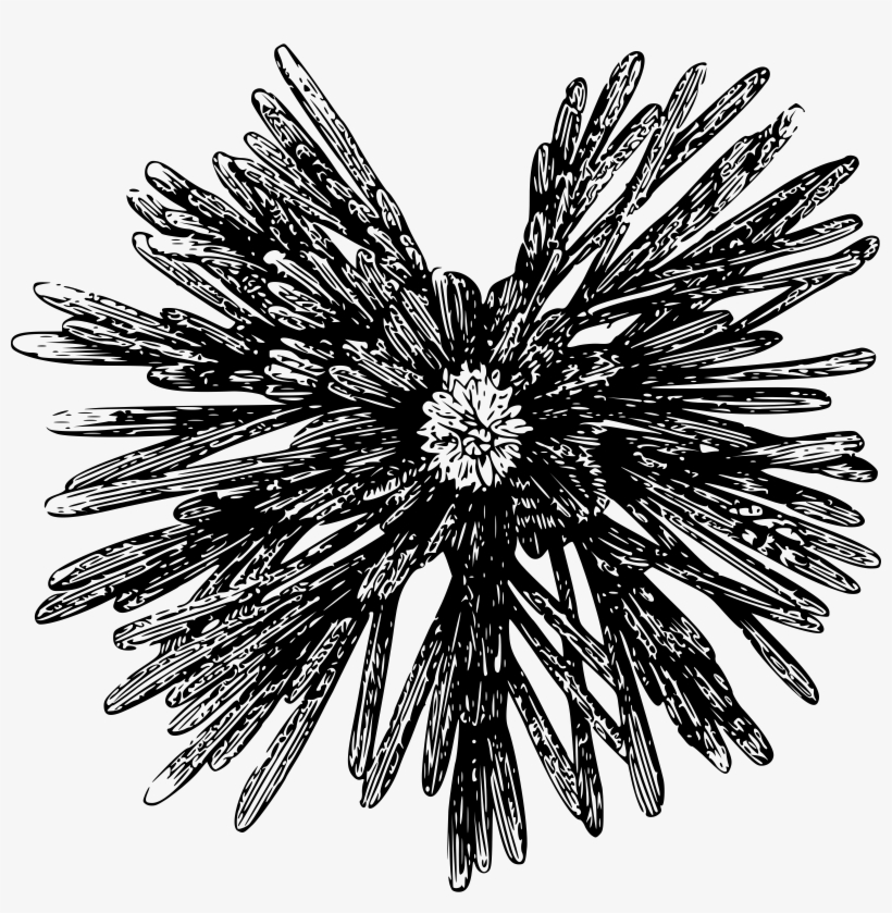 This Free Icons Png Design Of Small Sea Urchin, transparent png download