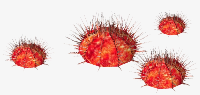 Sea Urchin Whalebite - Sterechinus Neumayeri, transparent png download