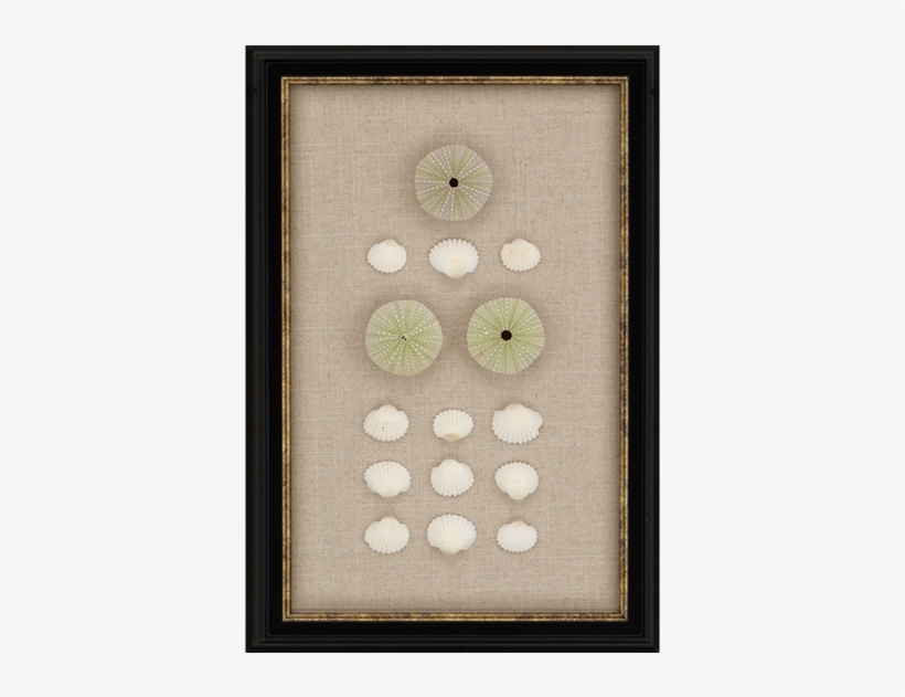 Sea Urchin - Paragon Sea Urchin Framed Wall Art, transparent png download
