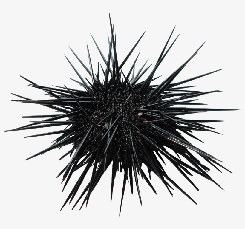 Sea Urchin Black And White Transparent PNG - 1200x795 - Free Download