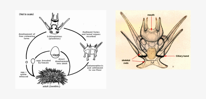 After A Few Months, The Larvae Become Baby Purple Sea - Reproductive Cycle Sea Urchin, transparent png download