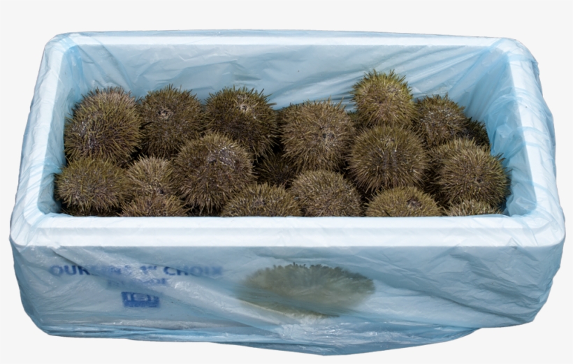 Strongylocentrotus Droebach - Gfresh, transparent png download