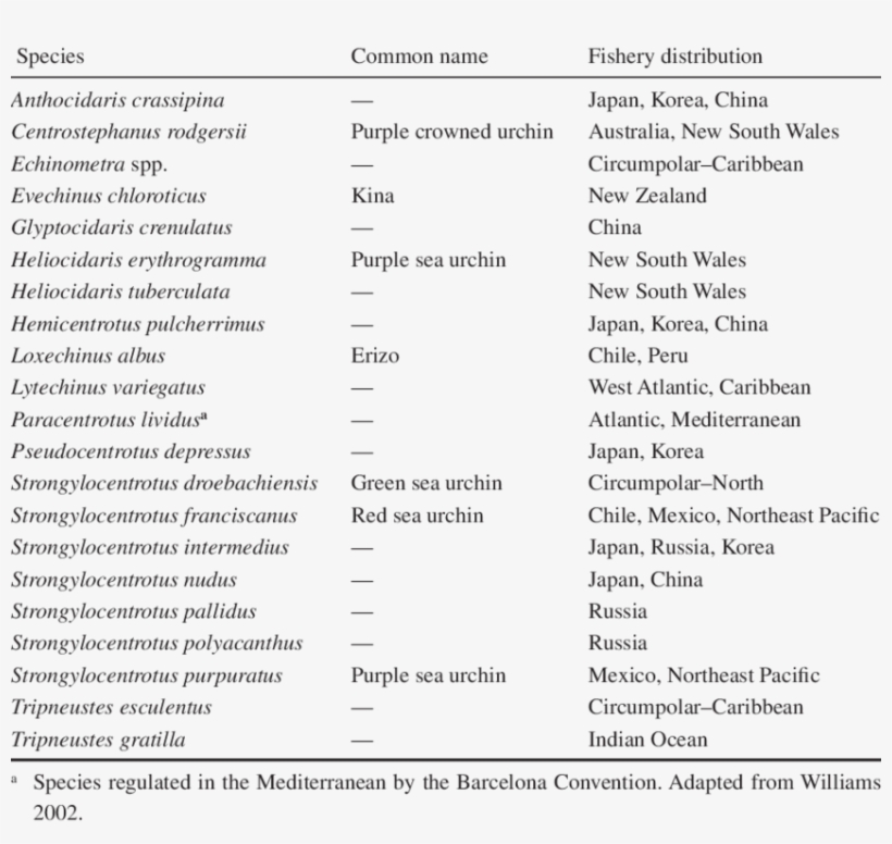 Sea Urchin Species With A Major Contribution To The - Document, transparent png download