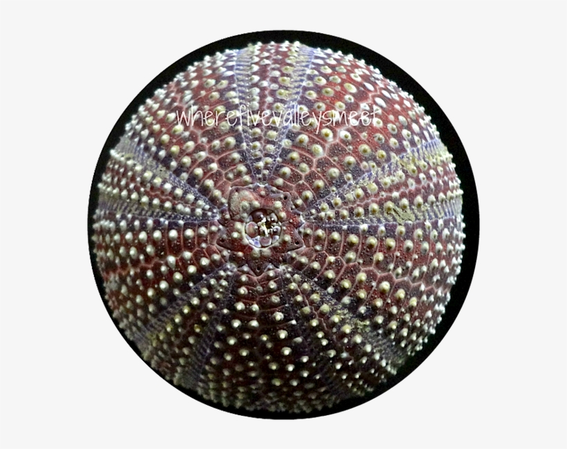 Fossil Sea Urchins - Wallpaper, transparent png download