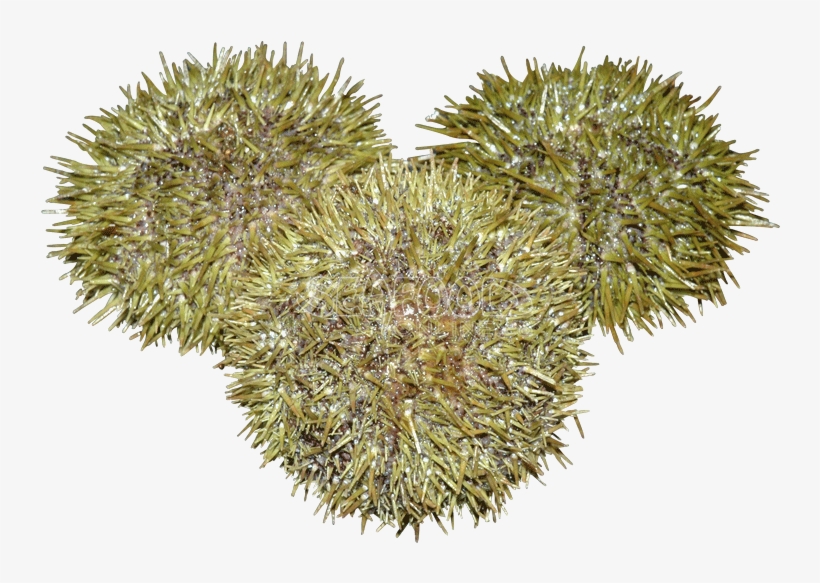 Durian, transparent png download