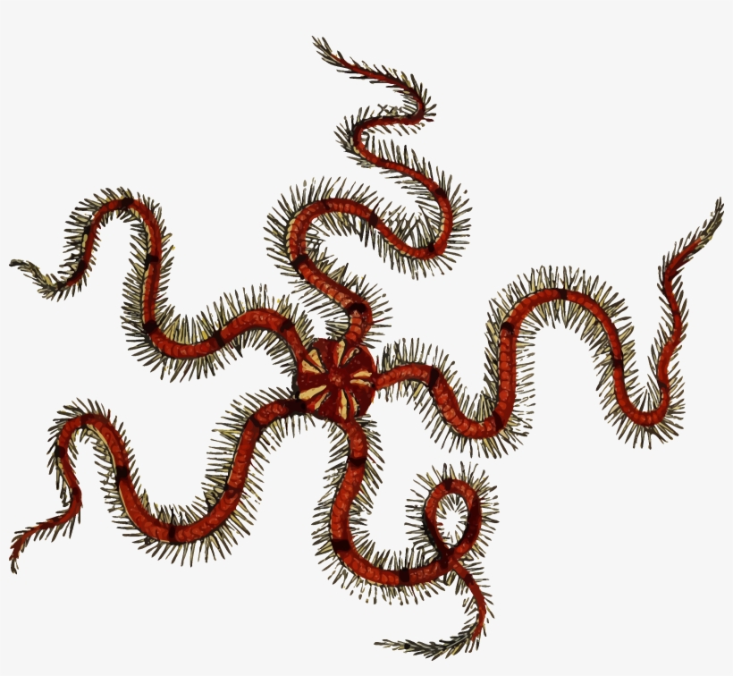Transparent Worm Sea - Brittle Star Png, transparent png download