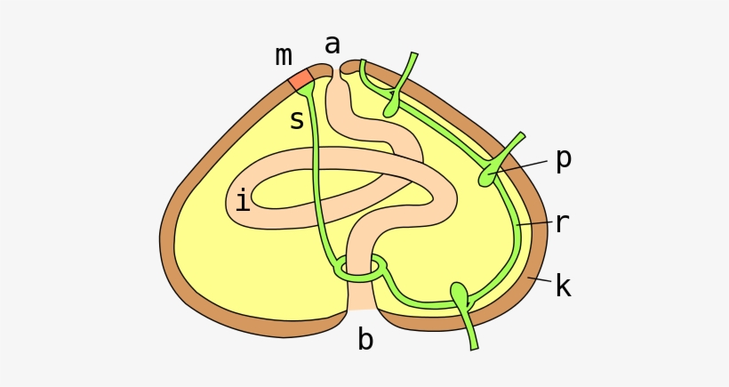 Digestive And Circulatory Systems Of A Regular Sea - Computer File, transparent png download