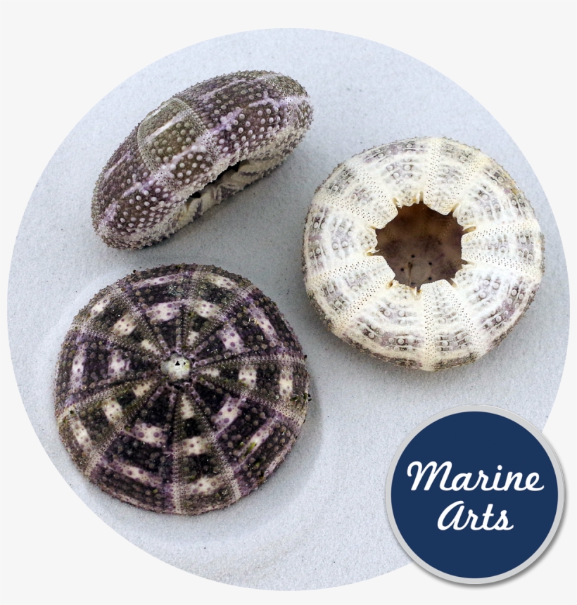 Sea - Site Seeing Experience [book], transparent png download