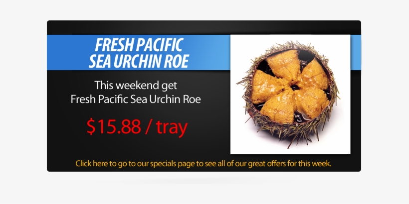 Sea Urchin Sale » Sea Urchin Sale - Diana's Seafood Delight, transparent png download