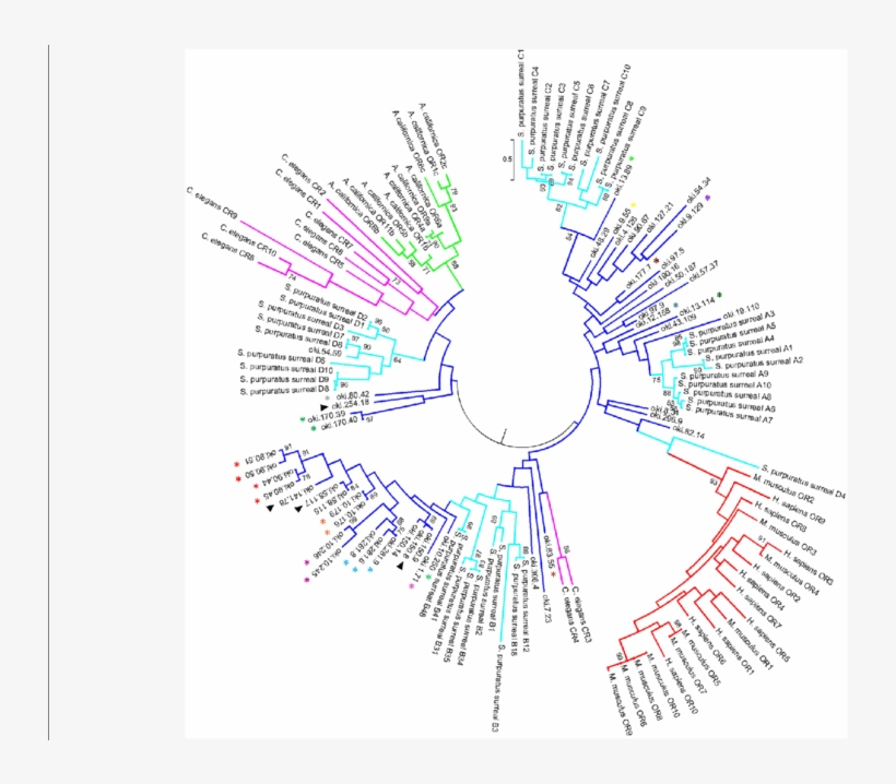Phylogenetic Analysis Of Putative Apor Sequences, Sea - Vertebrate, transparent png download