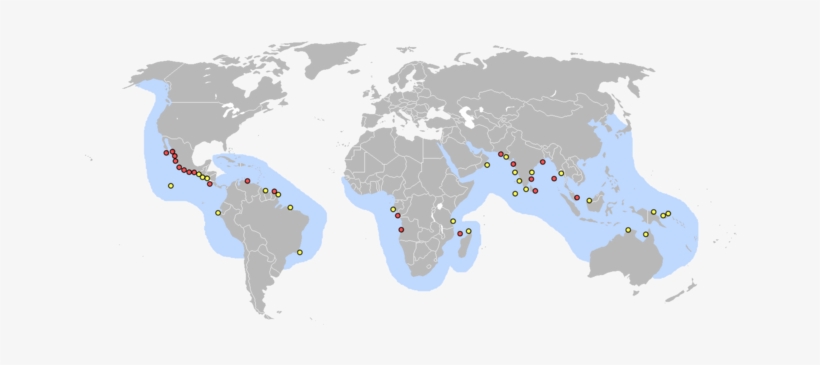 660px-lieux Pontes Tortue Olivatre - World Map Non Copyright, transparent png download